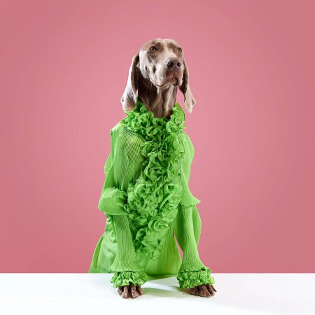 Photo for Grooming salon. Weimaraner with beautiful shine fur looking at camera on pink studio background. Dressed pet. Dog clothes and supplies. Friend, fashion, love, care, animal health concept - Royalty Free Image