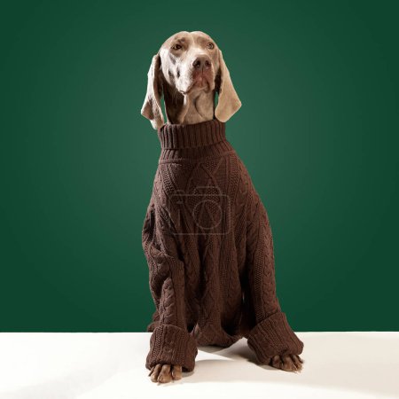Foto de Un perro con estilo. Retrato de Weimaraner perrito divertido con piel marrón usando suéter sobre fondo de estudio verde. Mascota se ve saludable y feliz. De cerca. Amigo, amor, cuidado, salud animal, concepto de anuncio - Imagen libre de derechos