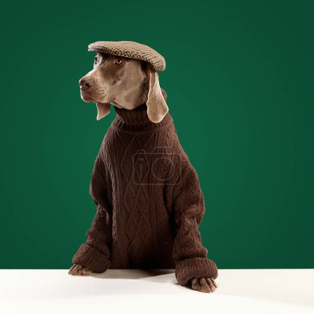 Téléchargez les photos : Weimaraner chien avec fourrure brillante portant un pull brun chaud et un chapeau élégant posant comme un modèle sur fond vert. Concept d'animaux domestiques, soins de santé animale, amour, amitié, race, procédures de toilettage - en image libre de droit