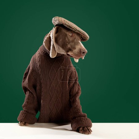 Foto de Retrato divertido de perro Weimaraner con suéter marrón cálido y sombrero elegante posando como un modelo sobre fondo verde. Concepto de mascotas, cuidado de la salud animal, amor, amistad, raza, procedimientos de aseo - Imagen libre de derechos