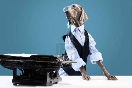 Téléchargez les photos : Portrait de chien drôle Weimaraner habillé en homme d'affaires avec des lunettes posant près de la machine à écrire sur fond bleu studio. Représentation humoristique d'un animal de compagnie patron. Concept d'amour, soins de santé animale, publicité - en image libre de droit