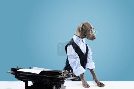 Téléchargez les photos : Portrait de chien drôle Weimaraner habillé en employé de bureau avec des lunettes posant près de la machine à écrire sur fond bleu studio. Représentation humoristique d'un animal de compagnie patron. Concept d'entreprise, soins des animaux, publicité - en image libre de droit