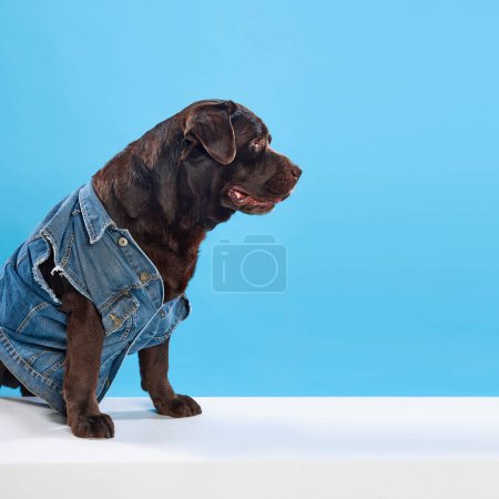 Photo for Stylish, chocolate colored, beautiful, purebred labrador wearing jeans shirt, sitting against blue studio background. Concept of animals, pets fashion, art, style. Copy space for ad - Royalty Free Image