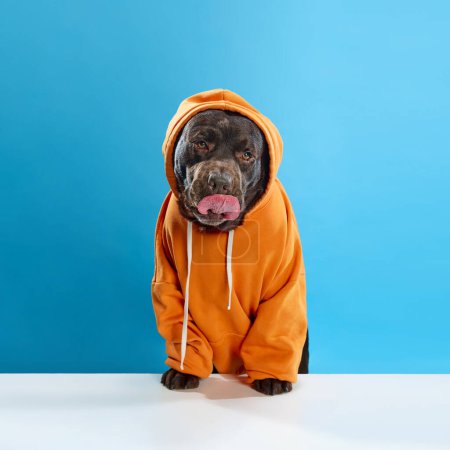 Foto de Hermoso, de raza pura, perro de color chocolate, labrador con capucha naranja, sentado sobre fondo de estudio azul. Concepto de animales, mascotas moda, arte, estilo, cuidado y veterinario - Imagen libre de derechos