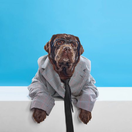 Photo for Chocolate colored dog, labrador wearing formal jacket, tie and glasses, sitting against blue studio background. Businessman. Concept of animals, pets fashion, art, style, care, vet. Copy space for ad - Royalty Free Image