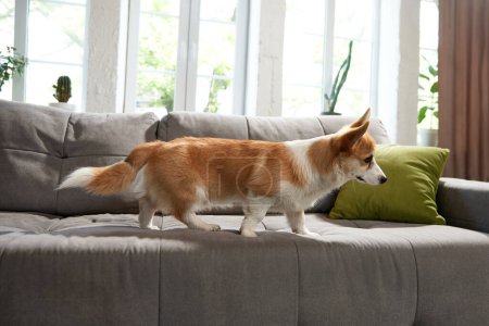 Foto de Hermoso perro corgi pura raza paseando en el sofá en la sala de estar en el día. Tiempo acogedor en casa. Feliz mascota. Concepto de vida animal, cuidado, amigo de mascotas, estilo de vida, felicidad, veterinario - Imagen libre de derechos