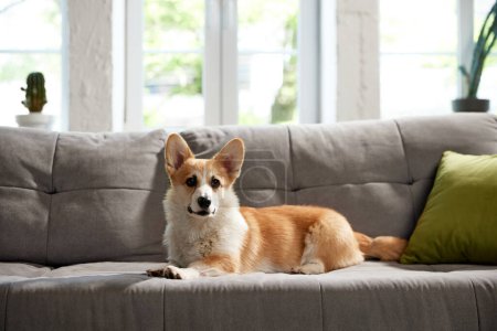 Foto de Atractivo, lindo, hermoso perro de pura raza corgi acostado en el sofá en la sala de estar durante el día. Comodidad. Concepto de vida animal, cuidado, amigo de mascotas, estilo de vida, felicidad, veterinario, aseo - Imagen libre de derechos