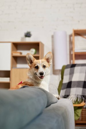 Foto de Retrato de perro corgi sonriente, hermoso, de raza pura asomándose al sofá en la sala de estar y mirando. Juguetón perro feliz. Concepto de vida animal, cuidado, amigo de mascotas, estilo de vida, felicidad, veterinario - Imagen libre de derechos