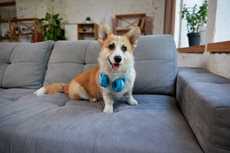 Photo for Happy, smiling, beautiful purebred corgi dog sitting on sofa in modern living room on daytime. Dog wearing headphones. Concept of animal life, care, pet friend, lifestyle, happiness, vet - Royalty Free Image