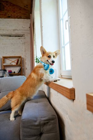 Photo for Smiling, happy, cute corgi dog in headphones standing on couch in living room and looking out the window. Concept of animal life, care, pet friend, lifestyle, happiness, vet - Royalty Free Image