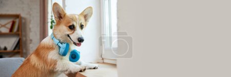 Photo for Smiling, happy, cute corgi dog in headphones standing on couch in living room and looking out the window. Concept of animal life, care, pet friend, lifestyle, happiness, vet. Banner. Copy space for ad - Royalty Free Image