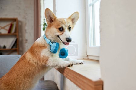 Photo for Smiling, happy, cute corgi dog in headphones standing on couch in living room and looking out the window. Concept of animal life, care, pet friend, lifestyle, happiness, vet - Royalty Free Image