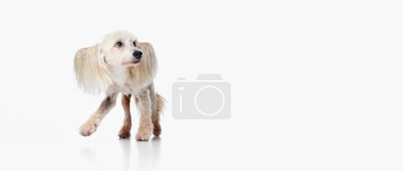 Photo for Image of cute, funny looking Chinese Crested Dog walking against white studio background. Concept of animal, dog life, care, beauty, vet, domestic pet. Copy space for ad - Royalty Free Image
