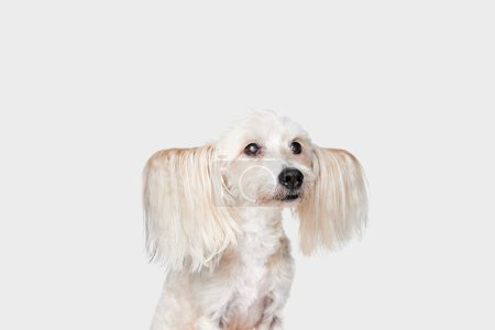 Photo for Image of purebred, funny, cute looking Chinese Crested Dog with big ears sitting against white studio background. Concept of animal, dog life, care, beauty, vet, domestic pet. Copy space for ad - Royalty Free Image