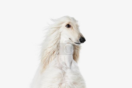 Photo for Image of beautiful purered white Afghan Hound dog against white studio background. Wind blowing. Concept of animal, dog life, care, beauty, vet, domestic pet. Copy space for ad - Royalty Free Image