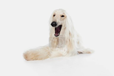 Photo for Image of beautiful purered white Afghan Hound dog against white studio background. Yawning, sleepy. Concept of animal, dog life, care, beauty, vet, domestic pet. Copy space for ad - Royalty Free Image
