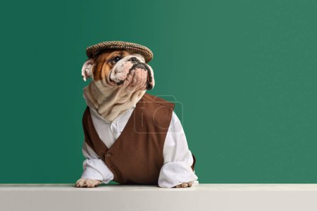Foto de Pura raza, hermoso, elegante bulldog inglés con chaleco clásico, camisa y gorra contra fondo de estudio verde. Un bozal serio. Concepto de animales, humor, moda de mascotas, veterinario, estilo, anuncio - Imagen libre de derechos