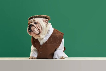 Foto de Perro de pura raza, elegante, bulldog inglés con chaleco clásico, camisa y gorra sobre fondo de estudio verde. Triste bozal. Concepto de animales, humor, moda de mascotas, veterinario, estilo, anuncio - Imagen libre de derechos