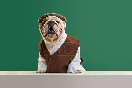 Foto de Hermoso, divertido, perro de pura raza con estilo, bulldog inglés con chaleco clásico, camisa y gorra contra fondo de estudio verde. Concepto de animales, humor, moda de mascotas, veterinario, estilo, anuncio - Imagen libre de derechos