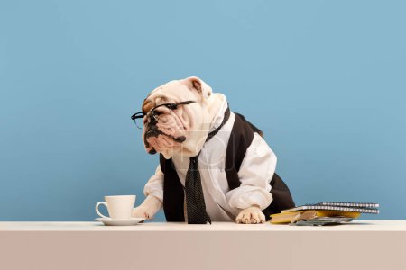 Foto de Buenos días, jefe. Hermoso perro de raza pura, bulldog inglés en ropa formal, camisa y corbata sentado en la mesa sobre fondo azul estudio. Concepto de animales, humor, moda de mascotas, veterinario, estilo. - Imagen libre de derechos