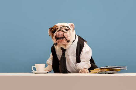 Foto de Hermoso perro de raza pura, bulldog inglés en ropa formal, camisa y corbata sentado en la mesa sobre fondo azul estudio. Estilo de vida. Concepto de animales, humor, moda de mascotas, veterinario, estilo. - Imagen libre de derechos