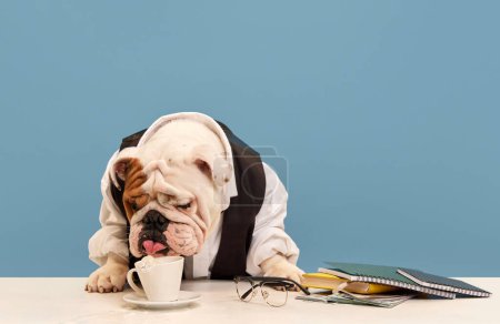 Foto de Hermoso perro de raza pura, bulldog inglés en ropa formal, camisa y corbata sentado en la mesa sobre fondo azul estudio. Tomando café de la mañana. Concepto de animales, humor, moda de mascotas, veterinario, estilo. - Imagen libre de derechos
