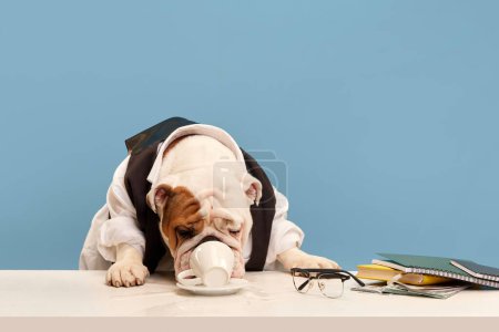Foto de Hermoso perro de raza pura, bulldog inglés en ropa formal, camisa y corbata sentado en la mesa sobre fondo azul estudio. Beber café matutino. Concepto de animales, humor, moda de mascotas, veterinario, estilo. - Imagen libre de derechos