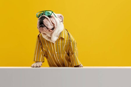 Foto de Elegante perro de raza pura, bulldog inglés con elegante camisa brillante y gafas de sol verdes sobre fondo de estudio amarillo. Vibra de verano. Concepto de animales, humor, moda de mascotas, veterinario, estilo, anuncio - Imagen libre de derechos