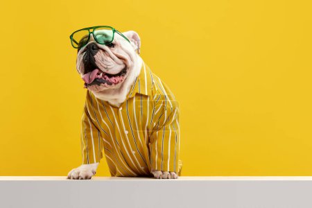 Foto de Perro elegante, positivo, de raza pura, bulldog inglés con camisa brillante con estilo y gafas de sol sobre fondo de estudio amarillo. Disfruten. Concepto de animales, humor, moda de mascotas, veterinario, estilo. - Imagen libre de derechos