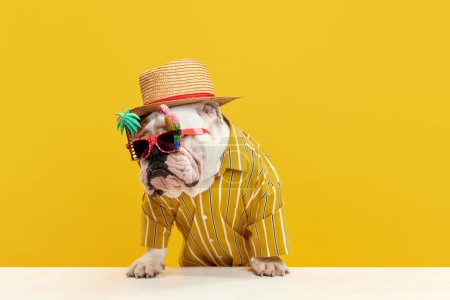 Foto de Elegante perro de raza pura, bulldog inglés con camisa brillante con estilo, sombrero de paja y gafas de sol divertidas contra fondo de estudio amarillo. Fiesta de verano. Concepto de animales, humor, moda de mascotas, veterinario, estilo. - Imagen libre de derechos