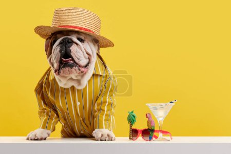 Foto de Elegante perro de raza pura, bulldog inglés con elegante camisa brillante y sombrero de paja con cóctel sobre fondo de estudio amarillo. Alegría y ambiente veraniego. Concepto de animales, humor, moda de mascotas, veterinario, estilo - Imagen libre de derechos