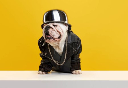 Foto de Brutal perro de raza pura, bulldog inglés con chaqueta de cuero motorista, cadena de oro y gorra contra fondo amarillo estudio. Concepto de animales, humor, moda de mascotas, veterinario, estilo. - Imagen libre de derechos