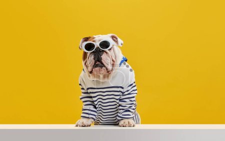 Foto de Perro de pura raza, elegante, bulldog inglés de pura raza con camisa a rayas y gafas de sol sobre fondo de estudio amarillo. Concepto de animales, humor, moda de mascotas, veterinario, estilo, anuncio - Imagen libre de derechos
