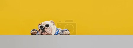 Foto de Perro de pura raza, elegante, divertido, de raza pura bulldog inglés con camisa a rayas y gafas de sol sobre fondo de estudio amarillo. Concepto de animales, humor, moda de mascotas, veterinaria, estilo. Banner, anuncio - Imagen libre de derechos