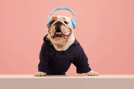 Foto de Perro elegante, de raza pura, bulldog inglés que usa ropa deportiva elegante y escucha música en auriculares con fondo de estudio rosa. Concepto de animales, humor, moda de mascotas, veterinario, estilo. - Imagen libre de derechos