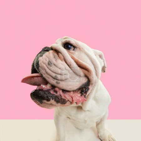 Foto de Primer plano, divertido hocico de perro de raza pura, bulldog francés Inglés de pie sobre fondo de estudio rosa. La lengua sobresale. Concepto de animales, humor, moda de mascotas, veterinario, estilo, diversión, anuncio - Imagen libre de derechos