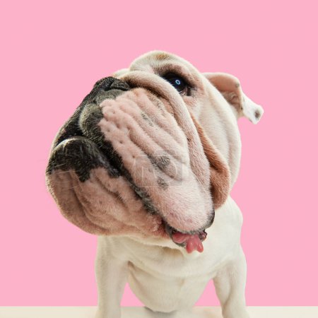 Foto de Primer plano, divertido hocico de perro de raza pura, bulldog francés Inglés de pie sobre fondo de estudio rosa. Concepto de animales, humor, moda de mascotas, veterinario, estilo, diversión, anuncio - Imagen libre de derechos