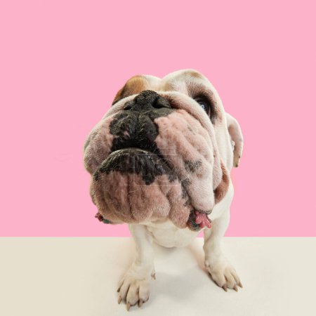 Foto de Primer plano, divertido hocico de perro de raza pura, bulldog francés Inglés de pie sobre fondo de estudio rosa. Concepto de animales, humor, moda de mascotas, veterinario, estilo, diversión, anuncio - Imagen libre de derechos