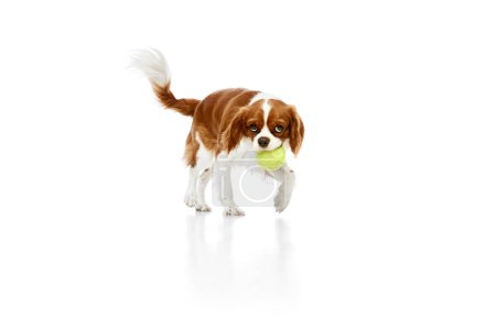 Photo for Playful, beautiful dog of Cavalier King Charles Spaniel in moting, playing with ball against white studio background. Concept of animal, pets, care, pet friend, vet, action, fun, emotions, ad - Royalty Free Image