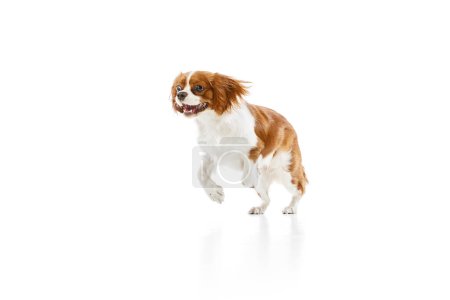 Téléchargez les photos : Beau chien du Cavalier Roi Charles Spaniel en mouvement, marchant sur fond de studio blanc. Concept d'animal, animaux, soins, animal ami, vétérinaire, action, plaisir, émotions, annonce - en image libre de droit