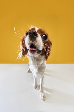 Photo for Fish eye effect. Close-up image of funny dss muzzle of Cavalier King Charles Spaniel against yellow studio background. Concept of animal, pets, care, pet friend, vet, action, fun, emotions, ad - Royalty Free Image