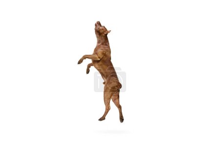 Foto de Imagen dinámica de pura raza, perro adorable, Pitbull terrier americano saltando sobre fondo de estudio blanco. Concepto de estilo de vida animal, veterinario, cuidado, movimiento, belleza, raza, acción. Copiar espacio para anuncio - Imagen libre de derechos
