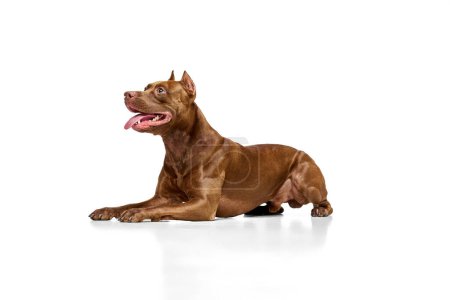 Photo for Beautiful, brown, purebred American pitbull terrier lying with tongue sticking out against white studio background. Concept of animal lifestyle, vet, care, motion, beauty, breed. Copy space for ad - Royalty Free Image