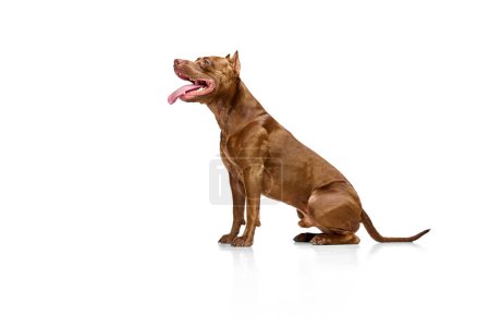Photo for Side view image of dog, purebred American pitbull terrier sitting with tongue sticking out on white studio background. Concept of animal lifestyle, vet, care, motion, beauty, breed. Copy space for ad - Royalty Free Image