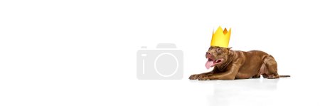 Téléchargez les photos : Chien de race de pitbull terrier américain couché sur le sol, portant une couronne en papier sur la tête sur fond de studio blanc. Concept de mode de vie animal, vétérinaire, soins, mouvement, beauté, race. Espace de copie pour la publicité - en image libre de droit