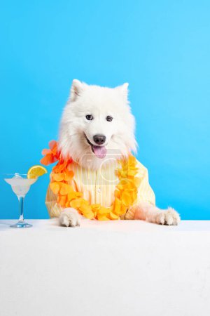Téléchargez les photos : Joyeux, beau chien souriant Samoyed avec cou accessoires floraux colorés et cocktail sur fond de studio bleu. Concept d'animaux, animaux de compagnie mode, style, plaisir et humour, vétérinaire. Espace de copie pour la publicité - en image libre de droit