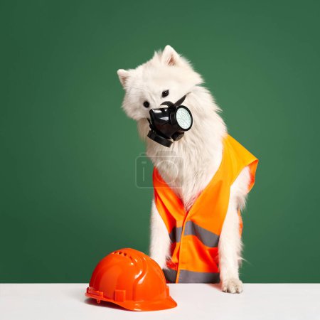 Téléchargez les photos : Magnifique chien Samoyed blanc de race pure en gilet orange, casque et masque assis sur fond de studio vert. Concept d'animaux, animaux de compagnie mode, style, plaisir et humour, vétérinaire. Espace de copie pour la publicité - en image libre de droit