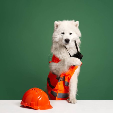 Téléchargez les photos : Magnifique chien Samoyed blanc de race pure en gilet orange, casque et masque assis sur fond de studio vert. Concept d'animaux, animaux de compagnie mode, style, plaisir et humour, vétérinaire. Espace de copie pour la publicité - en image libre de droit