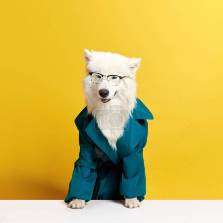 Téléchargez les photos : Magnifique chien Samoyed pur sang en lunettes et manteau vert sur fond studio jaune. Un regard joyeux. Concept d'animaux, animaux de compagnie mode, style, plaisir et humour, vétérinaire. Espace de copie pour la publicité - en image libre de droit