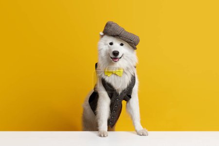 Téléchargez les photos : Adorable, mignon, pur chien Samoyed en gilet posant sur fond de studio jaune. Messieurs, regardez. Concept d'animaux, animaux de compagnie mode, style, plaisir et humour, vétérinaire. Espace de copie pour la publicité - en image libre de droit